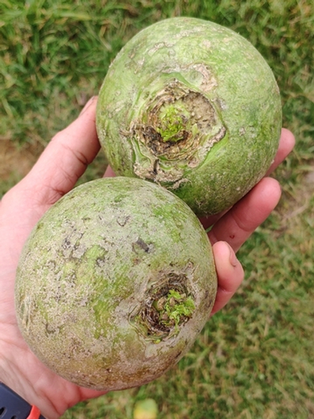 Редька зеленая чищеная