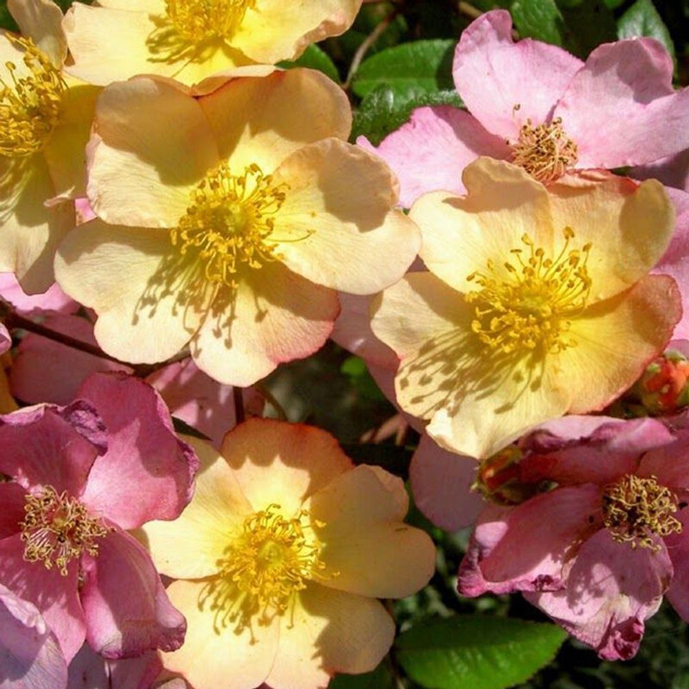 Плезантри (Plaisanterie)