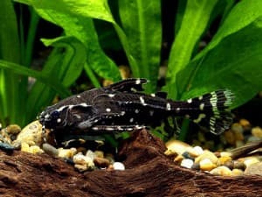 Агамикс звёздчатый (2088), Agamyxis ресtinifrons, Agamyxis albomaculatus (spinosissimus), Doras flavopictus, Doras pectinifrons [Peters,1877]