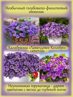 Калибрахоа Лавандовое колибри