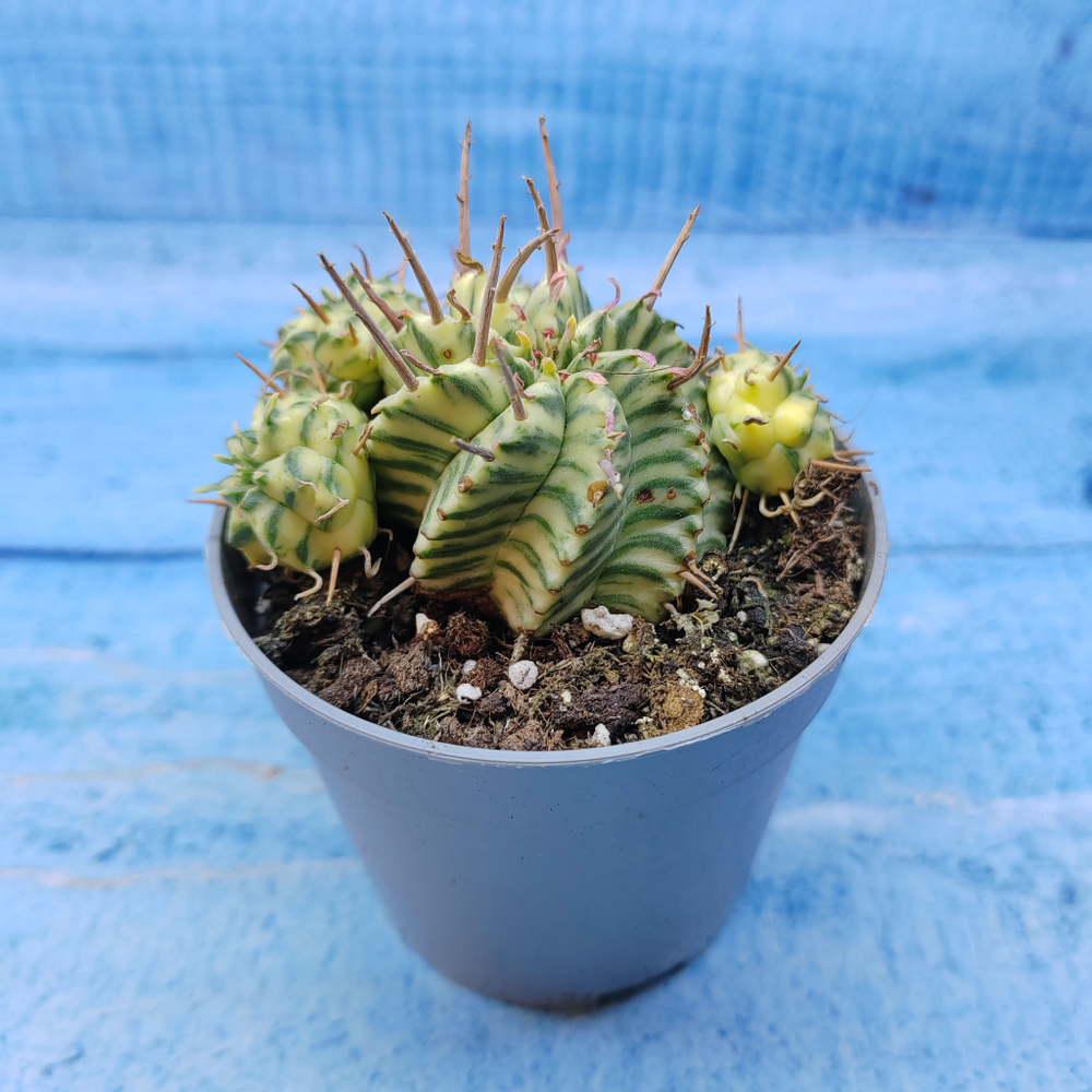 Euphorbia meloformis f. Variegated (Эуфорбия вариегатная)