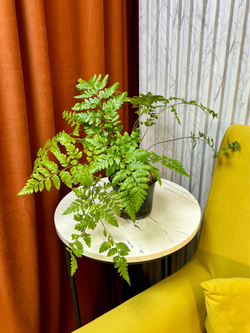Атириум Адиантоформис, Папоротник, D12см Н35см, 1шт, Urban Jungle (7143)