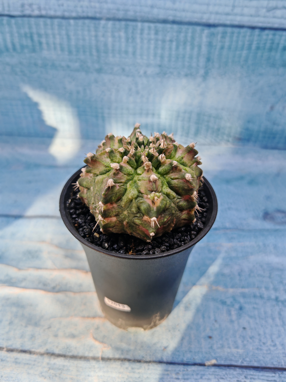Gymnocalycium T-Rex Pink hybrid (Гимнокалициум)