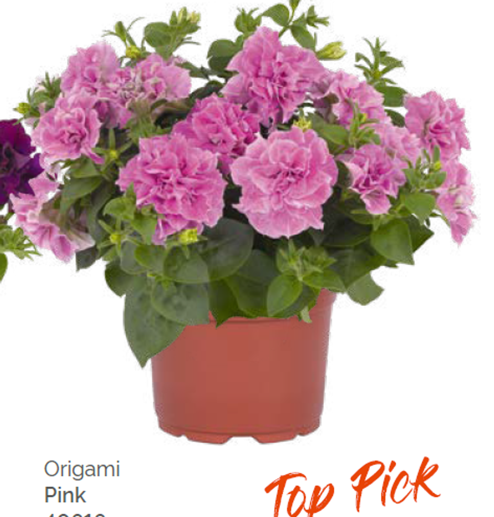 Петуния Origami Pink укорененный черенок ОКС конец ноября