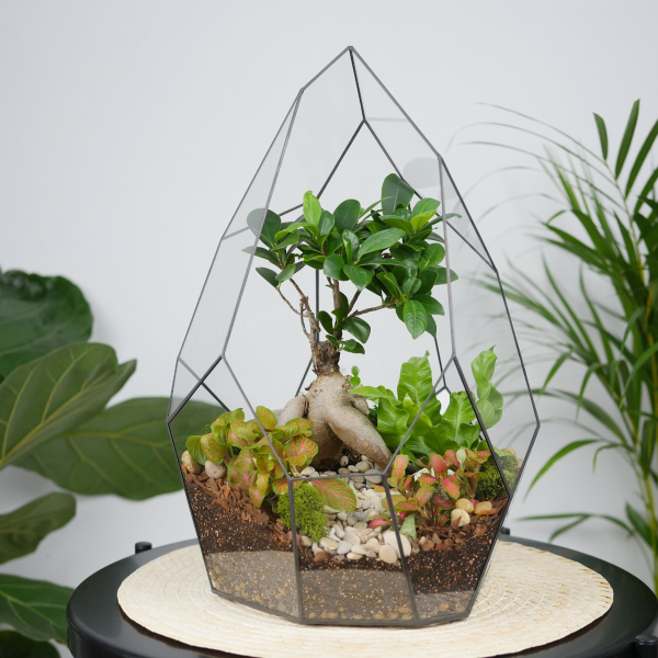 Готовый флорариум бонсай Гинсенг Айсберг