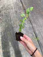 ДЮК (Duke) голубика 6-8 мес.(укорененный черенок)