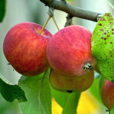 Яблоня летняя Ранетка Райские яблочки (2-летняя) п/карл.подвой ЗКС