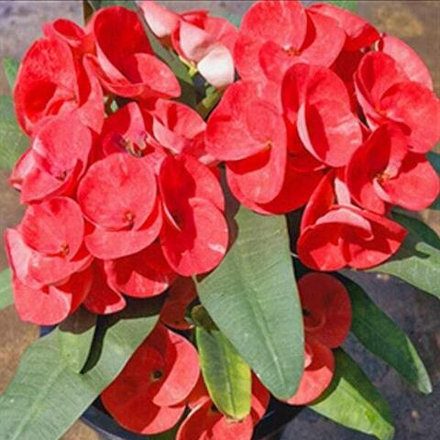 Эуфорбия Миля LK PRAGAI DAO