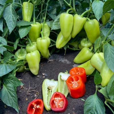 Топгир F1 семена перца (Rijk Zwaan / Райк Цваан)