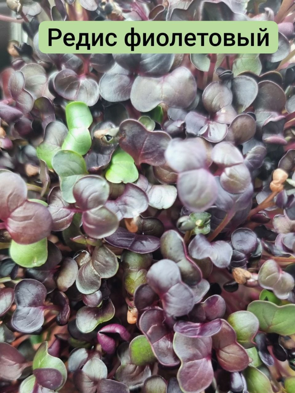 Набор для выращивания микрозелени ЛЕГКИЙ СТАРТ: семена, агровата, лотки