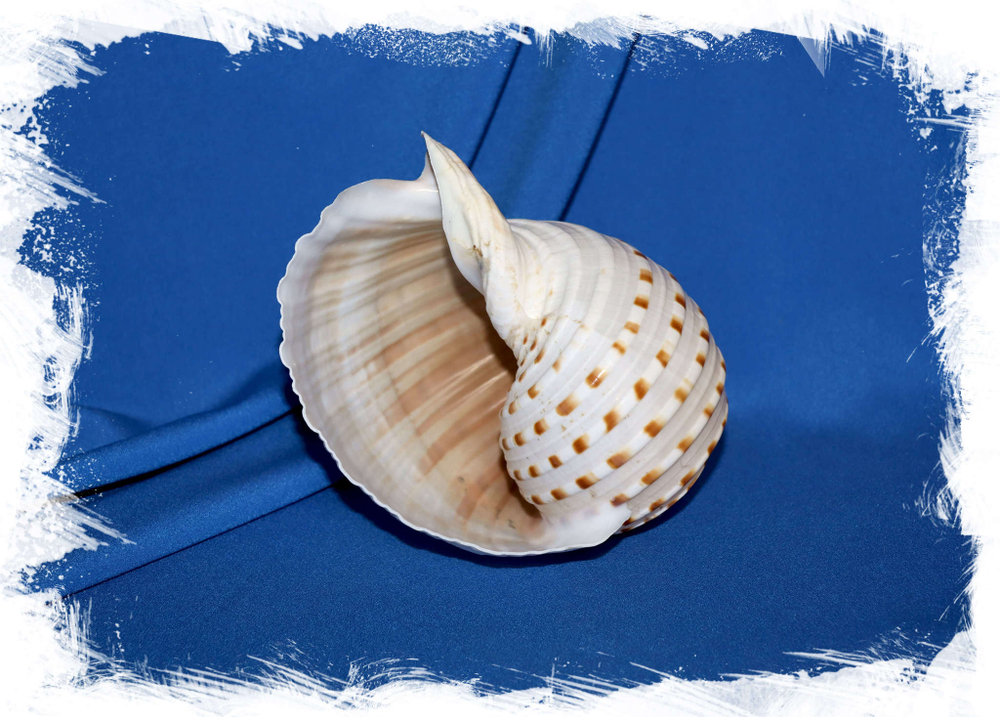 Морская ракушка Tonna dolium