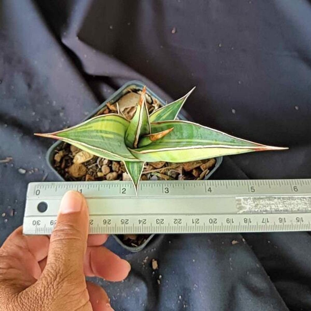 Сансевиерия PINGUICULA VAR