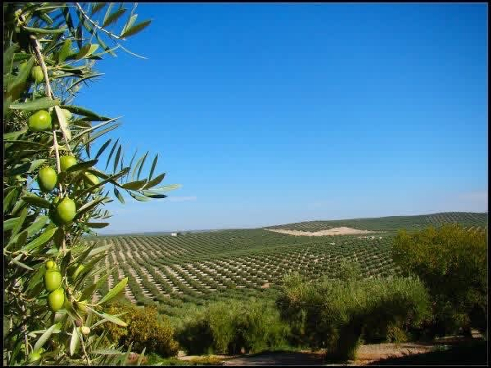 Оливковое масло Senorio de Jaime Rossell SUMMUM Extra Virgin 500ml Испания