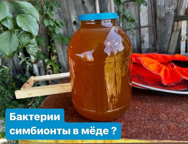 СИМБИОНТЫ В МЁДЕ
