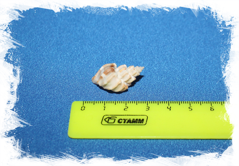 Ракушка морская Cancellaria scalariformis, Trigonostoma scalariformis