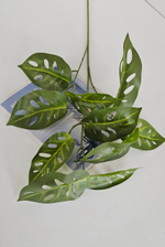 Монстера Адансона / Арт 4203