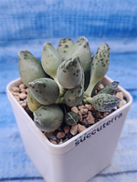 Adromischus Festivus grey (Адромискус)