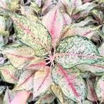 Аглаонема ALEXANDRA