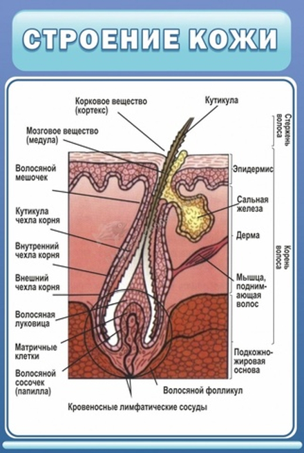 Стенд "Строение кожи"