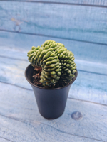 Gymnocalycium Spineless Crested form (Гимнокалициум Кристатный)