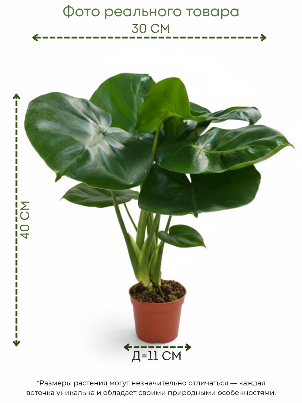 Монстера видовая д.11
