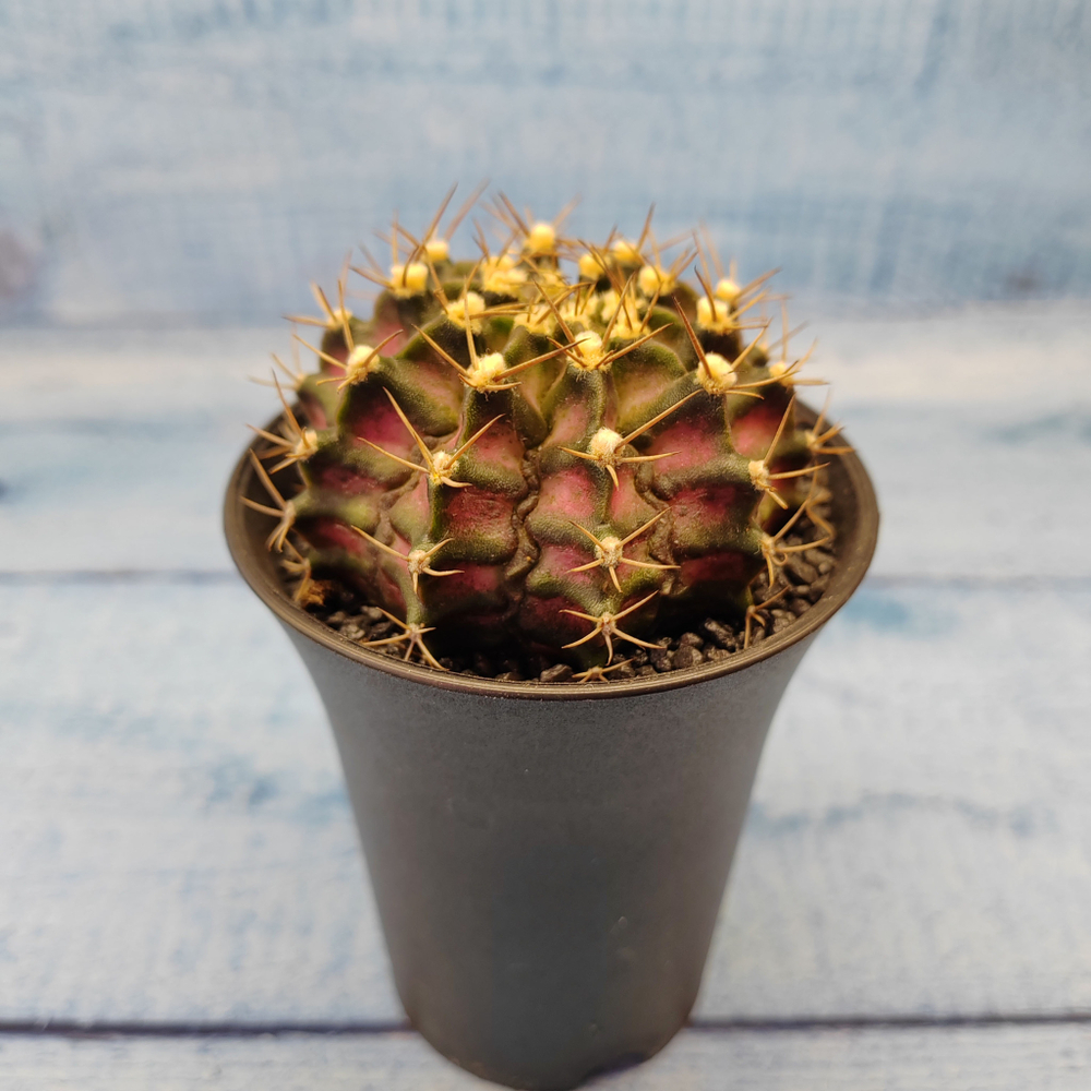 Gymnocalycium T-Rex Pink hybride (Гимнокалициум T-rex)