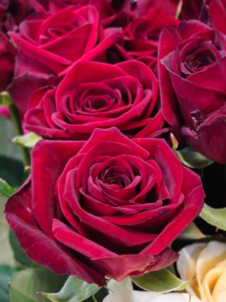 Рэд Наоми 50 см