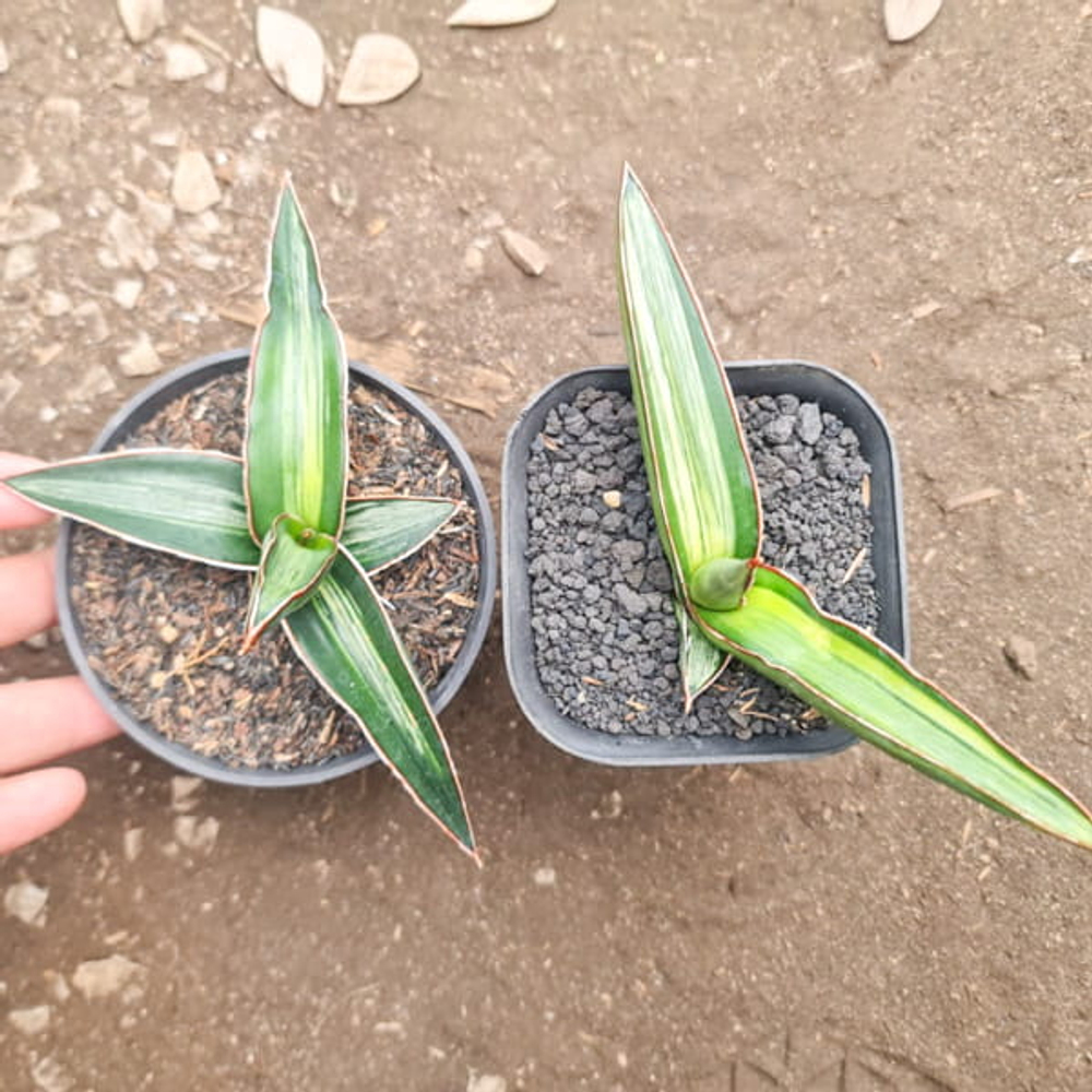 Сансевиерия DGC WHITE VAR EMBOS