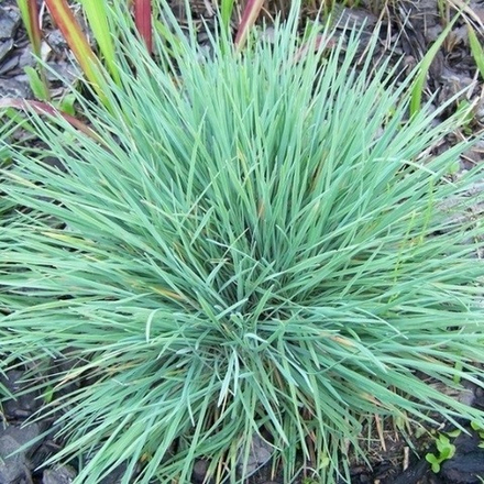 Тонконог (Келерия) сизая. Koeleria glauca.