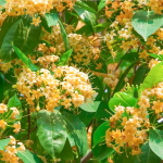 Фагрея душистая – Fagraea  fragrans