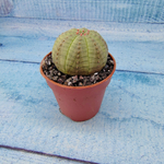 Euphoria Obesa (Эуфорбия)