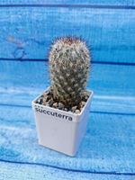Mammillaria Microhelia (Маммилярия)