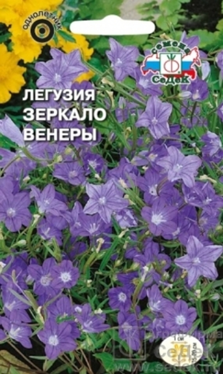 Легузия Зеркало Венеры однолетник Седек