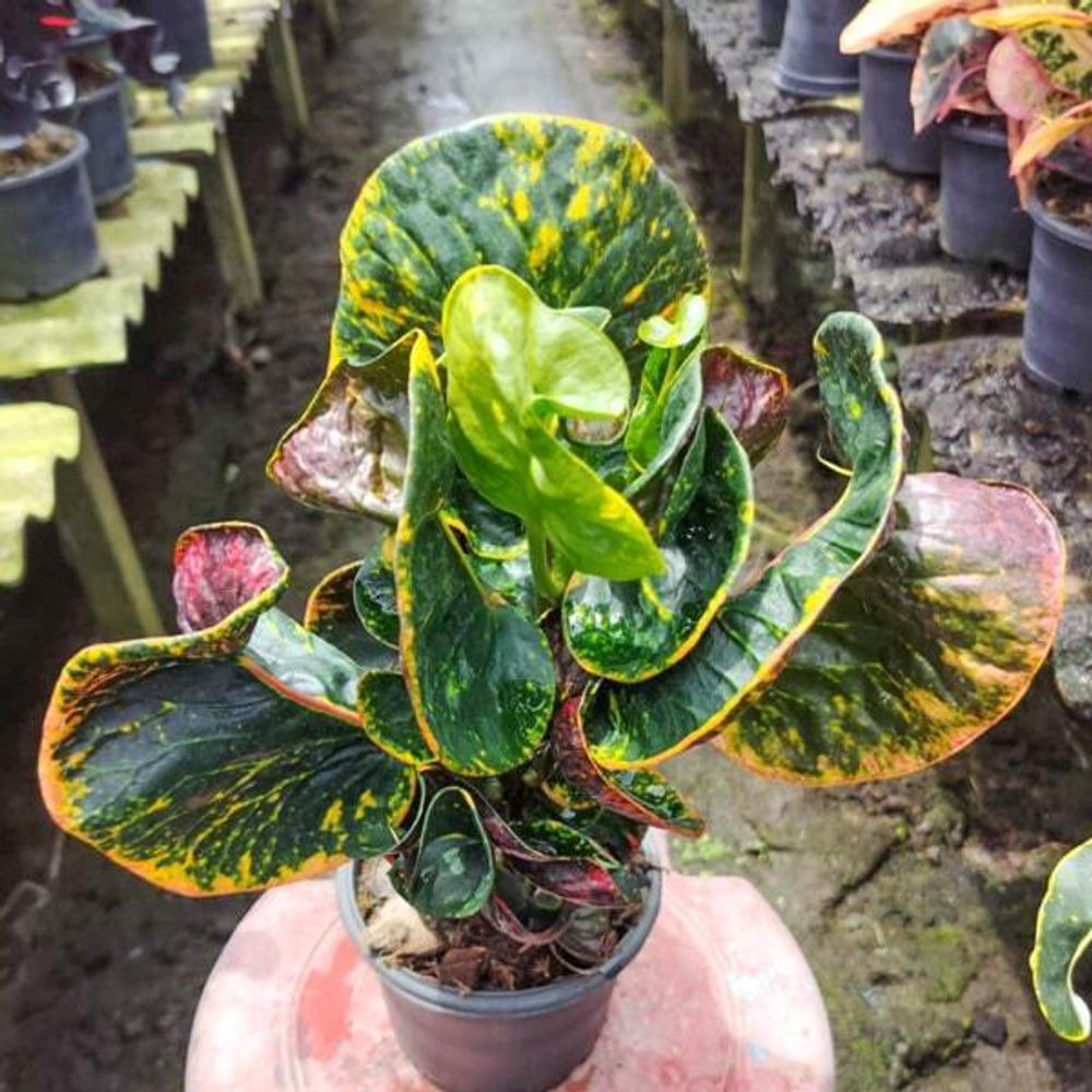 Кротон PHAYA KHAPHUN PHISAI