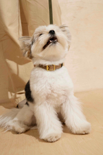 Ошейник "Пони-гулёни" Зеленый и бежевый