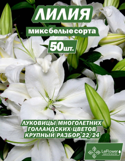 Лилия Луковица, Микс белых сортов, 50шт