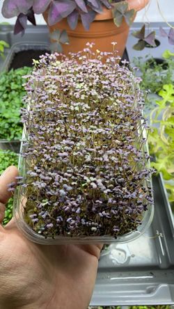 Горчица красная