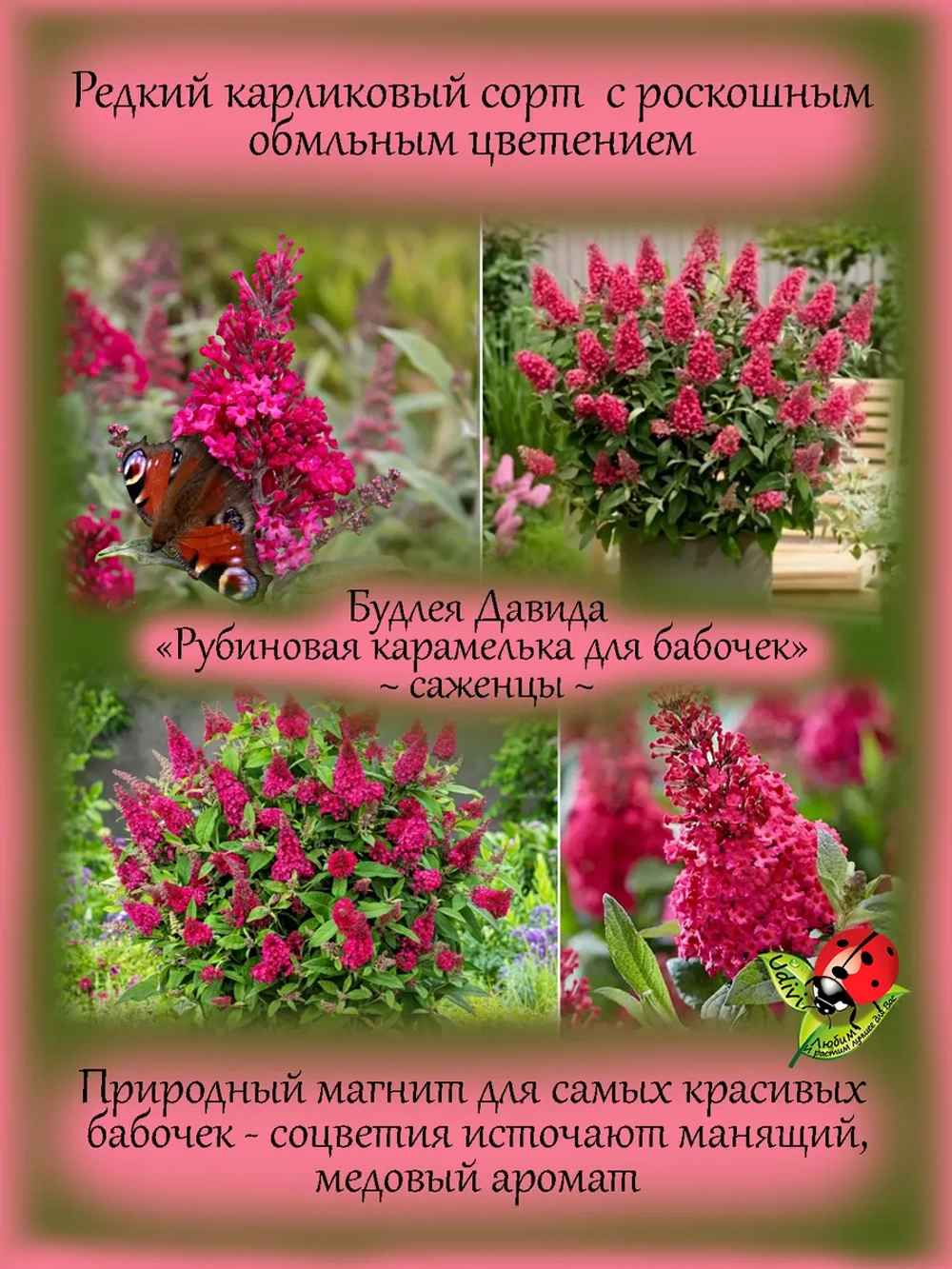 Будлея Давида Рубиновая карамелька для бабочек