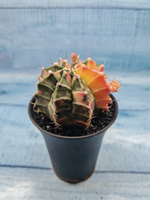 Gymnocalycium Variegata (Гимнокалициум Вариегатный)