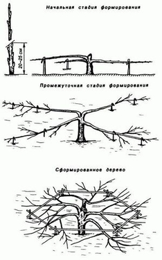 Стелющаяся яблоня (краб): как сформировать дерево для суровой зимы