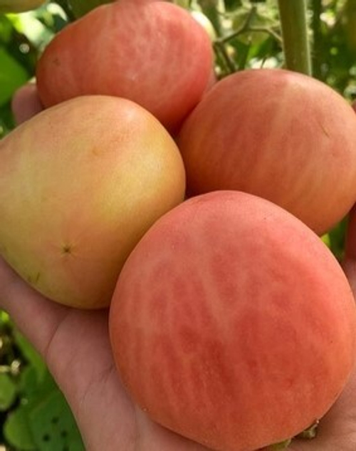 Персик Блоу Саттон PEACH BLOW SUTTON