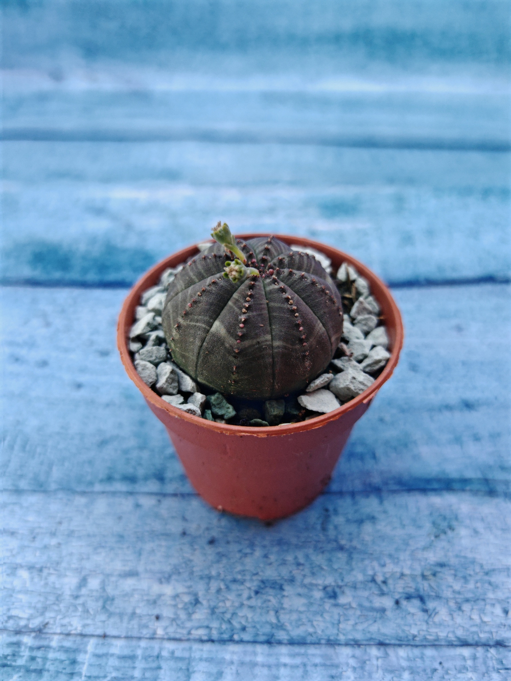 Суккулент Euphorbia Obesa (Эуфорбия)
