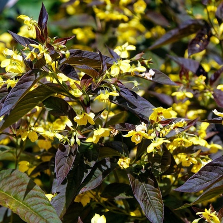 Вербейник реснитчатый "Firecracker". Lysimachia ciliata "Firecracker".