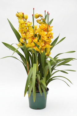 Цимбидиум желтый д. 20