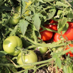 Томат Усмань F1 10шт Мировые Семена VITA GREEN