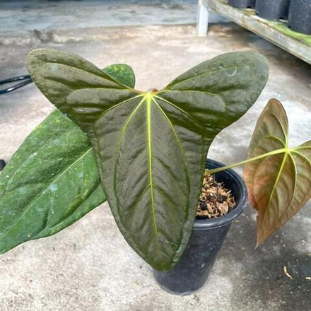 Антуриум BLACK SWEET XONE