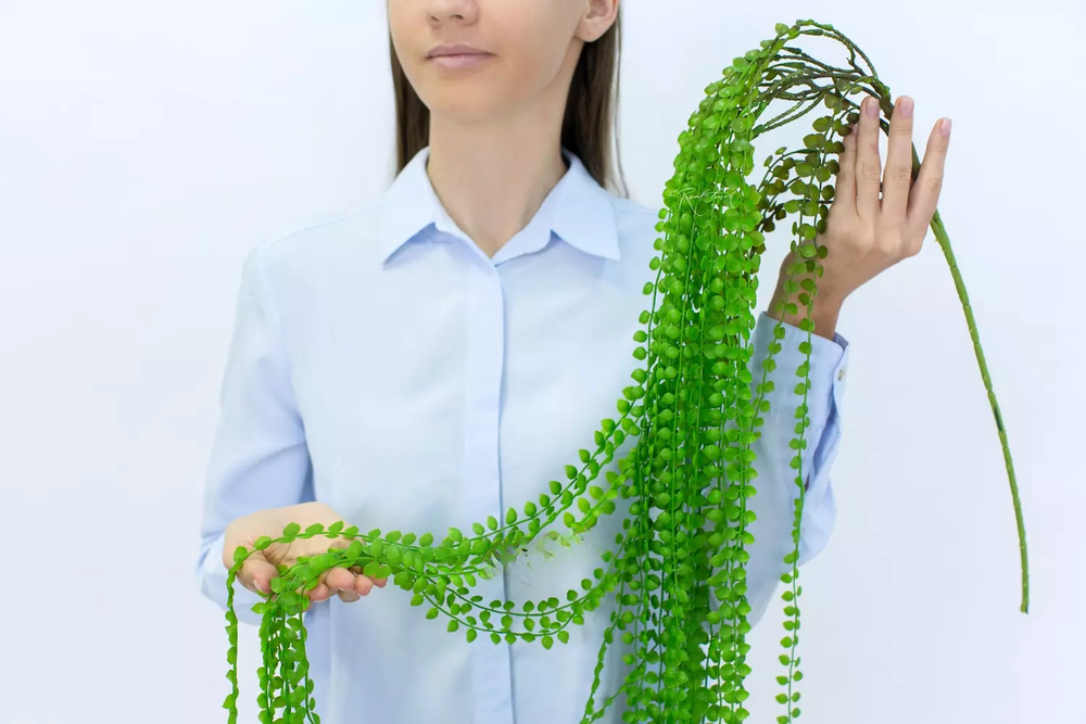 Дисхидия рускусолистная