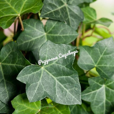 Хедера (плющ)