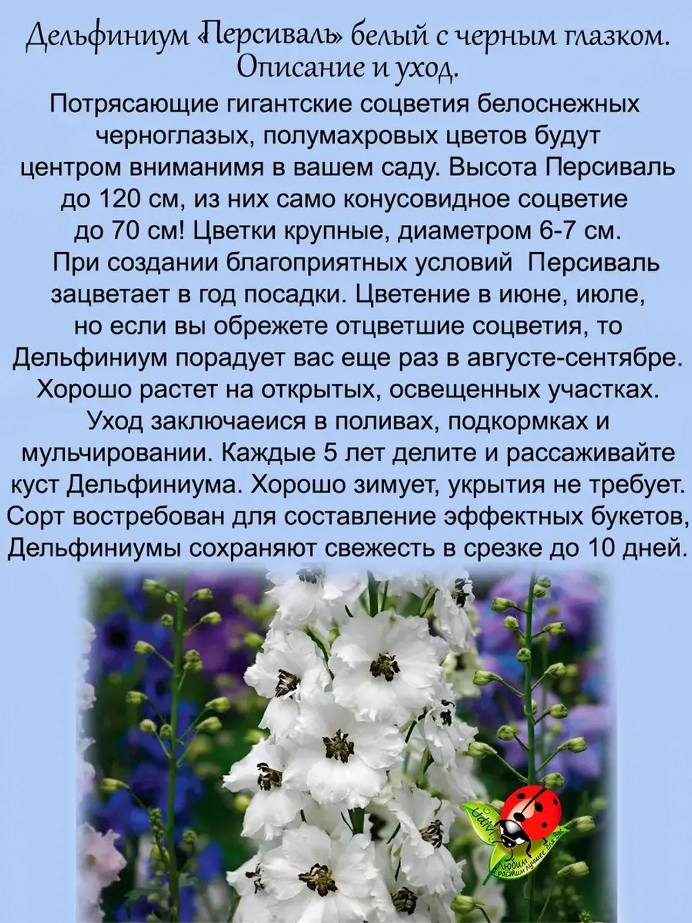 Дельфиниум Персиваль белый Percival
